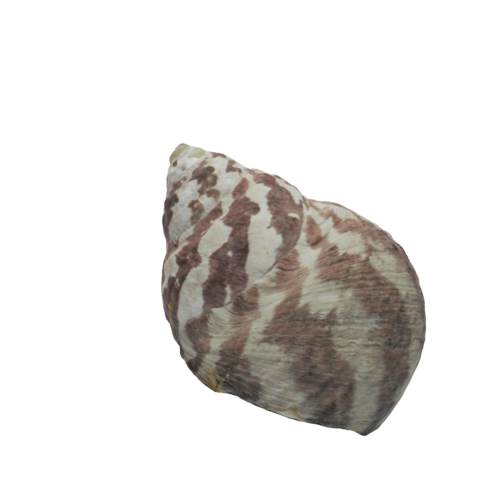 Sally's Seashell 3D model preview