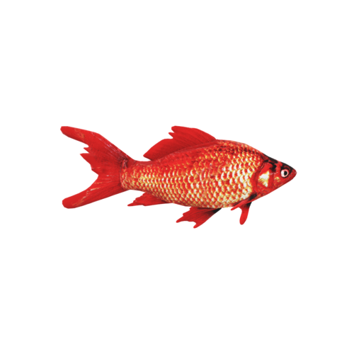 Red Fish 3D model preview
