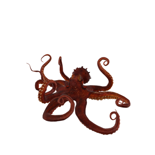 A Real Octopus 3D model preview