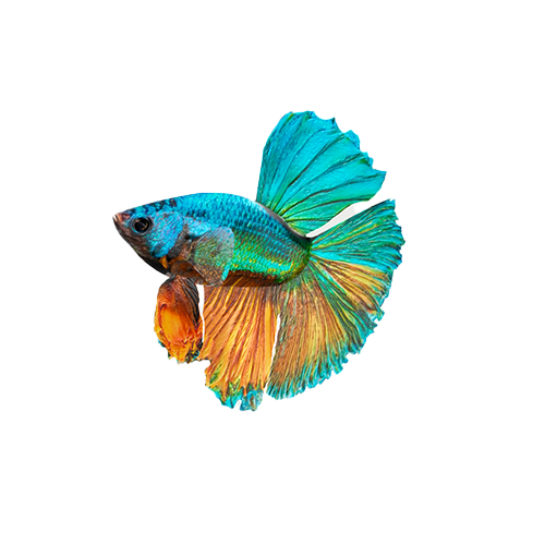 Fish Beta 3D model preview