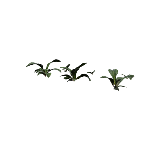 Anthurium Botany 01 3D model preview