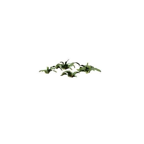 Fern 02 3D model preview